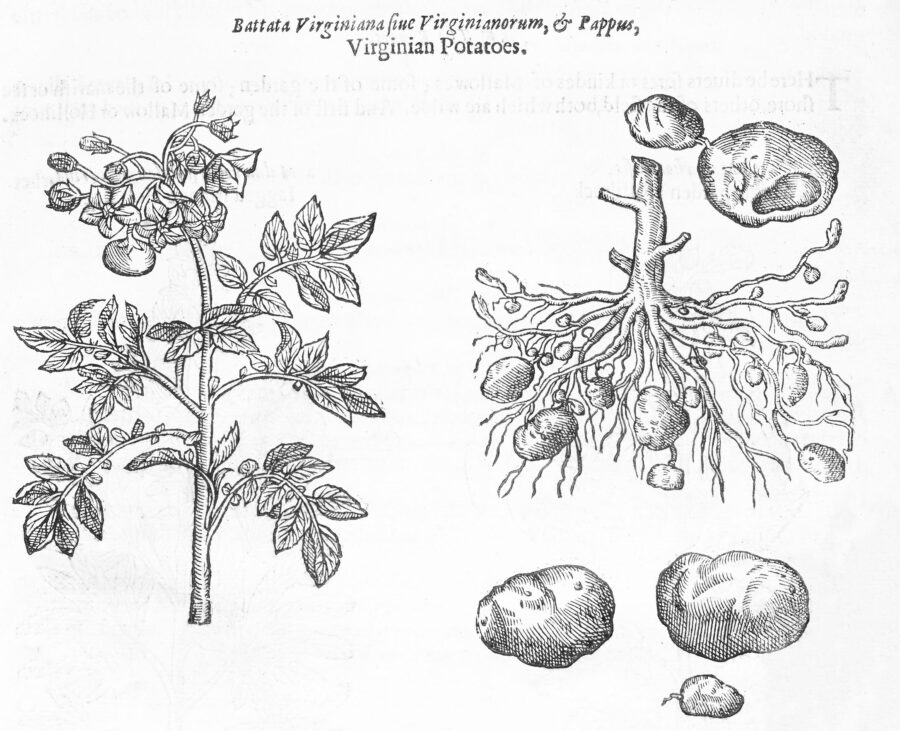 Virginian potato in John Gerard's Herball (ca. 1633).
