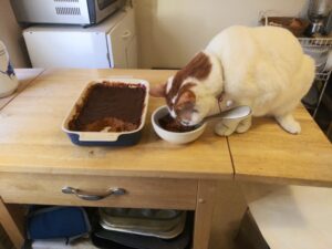 Pudding in baking dish with a cat